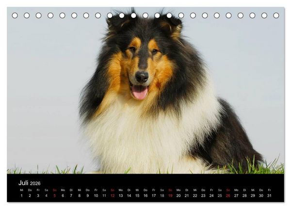 Produktbild: Faszination Collie 2026 (Tischkalender 2026 DIN A5 quer), CALVENDO Monatskalender