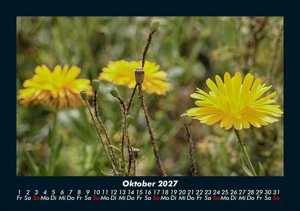 Produktbild: Blumentr&auml;ume 2027 Fotokalender DIN A5