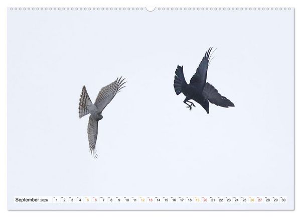 Produktbild: Spitze Krallen und scharfer Blick - Verhalten Sperber (hochwertiger Premium Wandkalender 2026 DIN A2 quer), Kunstdruck in Hochglanz
