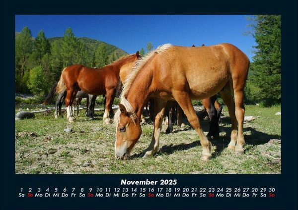 Produktbild: Pferde Kalender 2025 Fotokalender DIN A4