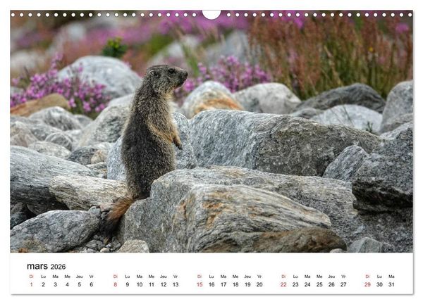 Produktbild: Le monde des marmottes en Haute Maurienne (Calendrier mural 2026 DIN A3 vertical), CALVENDO calendrier mensuel