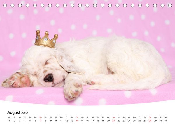 Produktbild: S&uuml;&szlig;e Tr&auml;ume 2022 - schlafende Hundewelpen (Tischkalender 2022 DIN A5 quer)