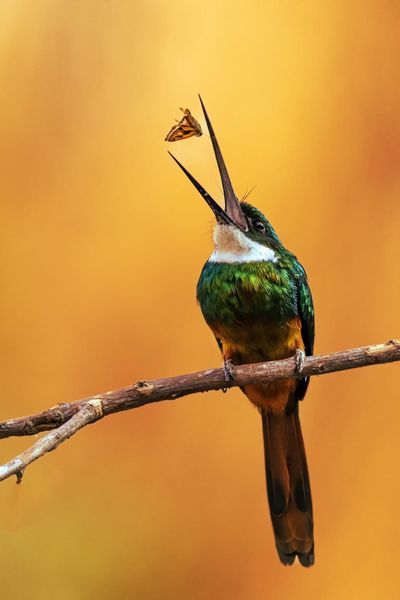 Produktbild: Pantanal