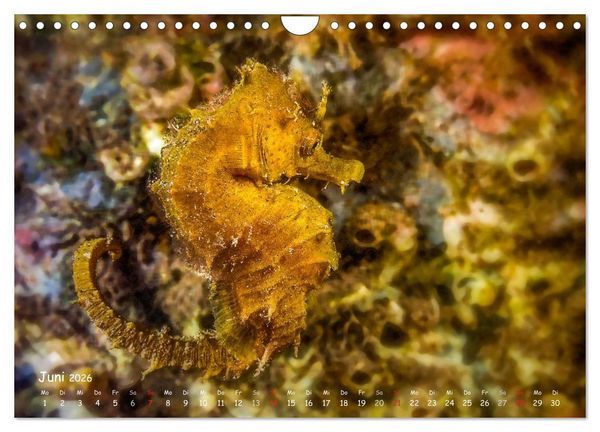 Produktbild: Hippocampus oder einfach nur Seepferdchen (Wandkalender 2026 DIN A4 quer), CALVENDO Monatskalender