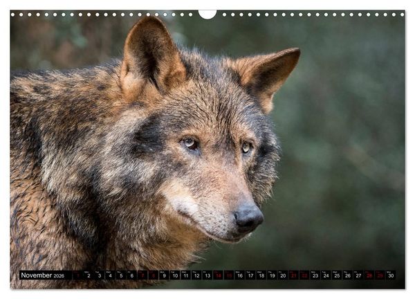 Produktbild: Wolves, Wild Spirits (Wall Calendar 2026 DIN A3 landscape), CALVENDO 12 Month Wall Calendar