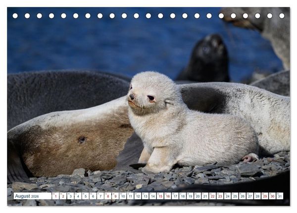 Produktbild: S&uuml;dgeorgien - Abgelegenes Naturparadies (Tischkalender 2026 DIN A5 quer), CALVENDO Monatskalender