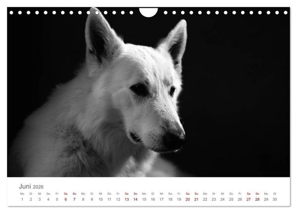 Produktbild: Hundeportraits Fine Art (Wandkalender 2026 DIN A4 quer), CALVENDO Monatskalender