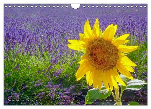 Produktbild: Lavendel. Der Duft der Provence (Wandkalender 2026 DIN A4 quer), CALVENDO Monatskalender