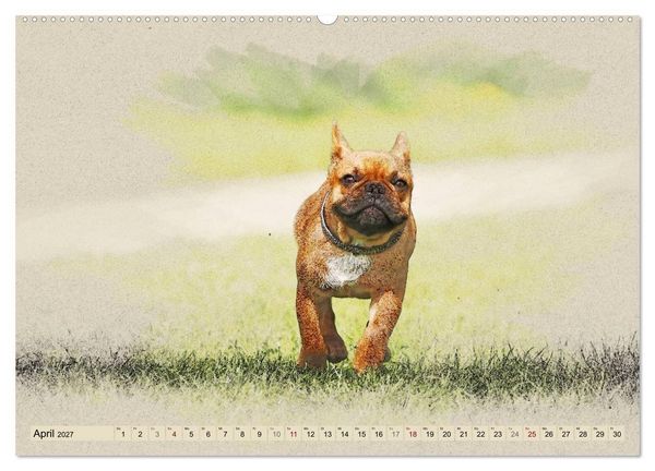 Produktbild: Franz&ouml;sische Bulldoggen (Wandkalender 2027 DIN A2 quer), CALVENDO Monatskalender