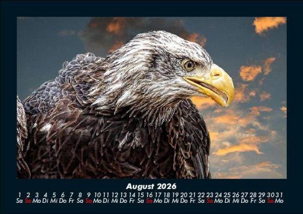 Produktbild: V&ouml;gel 2026 Fotokalender DIN A5