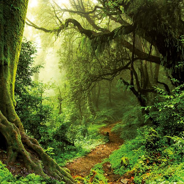 Produktbild: Deep Forest 2024