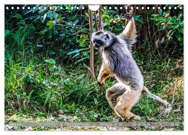 Produktbild: Wildnis Madagaskar (Wandkalender 2027 DIN A4 quer), CALVENDO Monatskalender