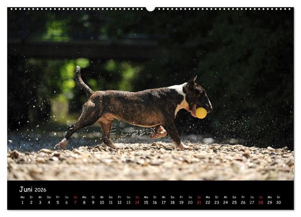 Produktbild: Bullterrier? Was sonst! (hochwertiger Premium Wandkalender 2026 DIN A2 quer), Kunstdruck in Hochglanz