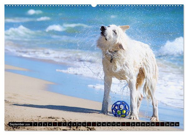 Produktbild: Wei&szlig;e Sch&auml;ferhunde in sch&ouml;nen Landschaften (hochwertiger Premium Wandkalender 2026 DIN A2 quer), Kunstdruck in Hochglanz