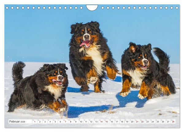 Produktbild: Berner Sennenhund - Ein Freund auf vier Pfoten (Wandkalender 2026 DIN A4 quer), CALVENDO Monatskalender