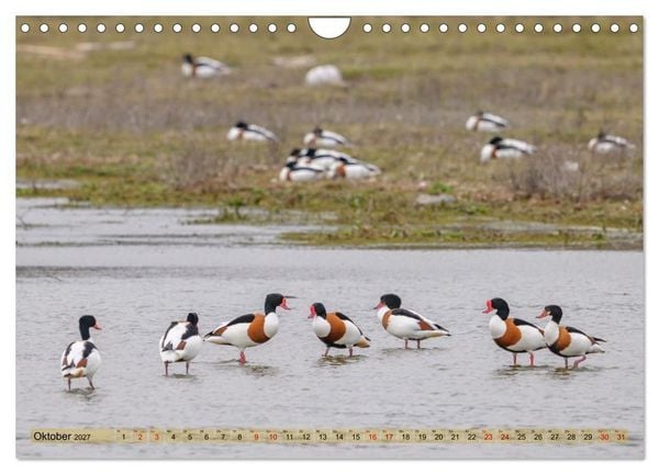 Produktbild: Gans sch&ouml;n wild (Wandkalender 2027 DIN A4 quer), CALVENDO Monatskalender