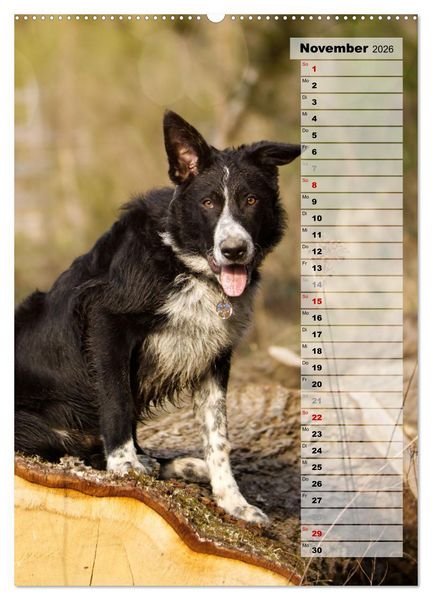 Produktbild: Mein Border Collie (hochwertiger Premium Wandkalender 2026 DIN A2 hoch), Kunstdruck in Hochglanz