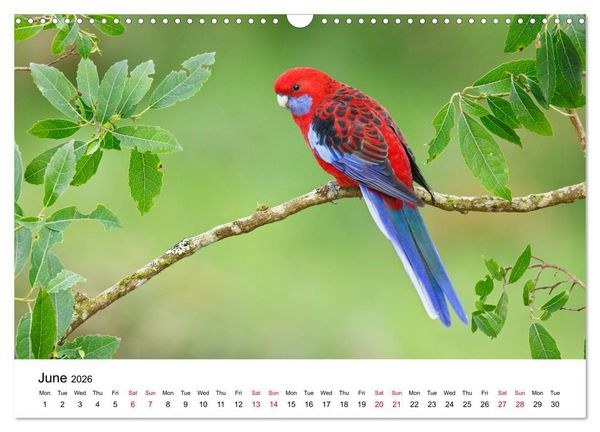 Produktbild: Australian Parrots (Wall Calendar 2026 DIN A3 landscape), CALVENDO 12 Month Wall Calendar