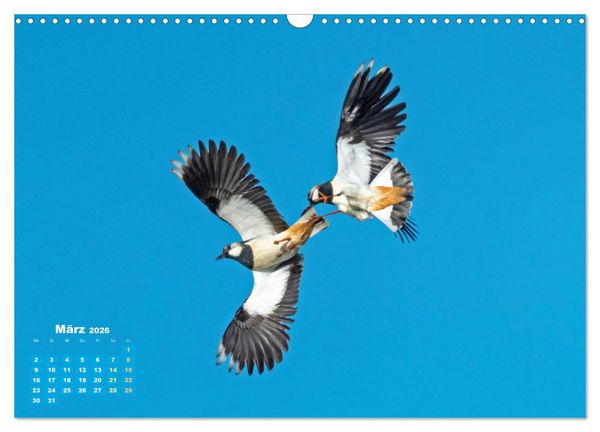 Produktbild: V&ouml;gel in unserer Heimat: Kiebitz, Wiedehopf und Turteltaube (Wandkalender 2026 DIN A3 quer), CALVENDO Monatskalender
