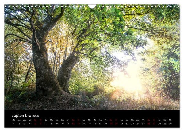 Produktbild: Lumi&egrave;res de Broc&eacute;liande (Calendrier mural 2026 DIN A3 vertical), CALVENDO calendrier mensuel