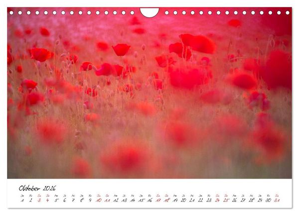 Produktbild: Mohnwiesen (Wandkalender 2026 DIN A4 quer), CALVENDO Monatskalender