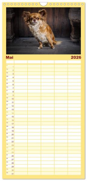 Produktbild: Familienplaner 2026 - Chihuahuas - Cool and Cute mit 5 Spalten (Wandkalender, 21 x 45 cm) CALVENDO