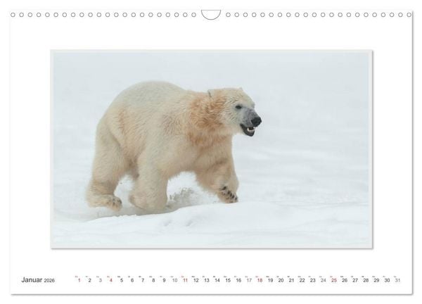 Produktbild: Emotionale Momente: Der Eisb&auml;r. (Wandkalender 2026 DIN A3 quer), CALVENDO Monatskalender