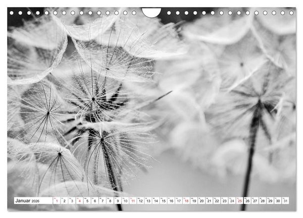 Produktbild: Pusteblumenzauber in schwarzwei&szlig; (Wandkalender 2026 DIN A4 quer), CALVENDO Monatskalender