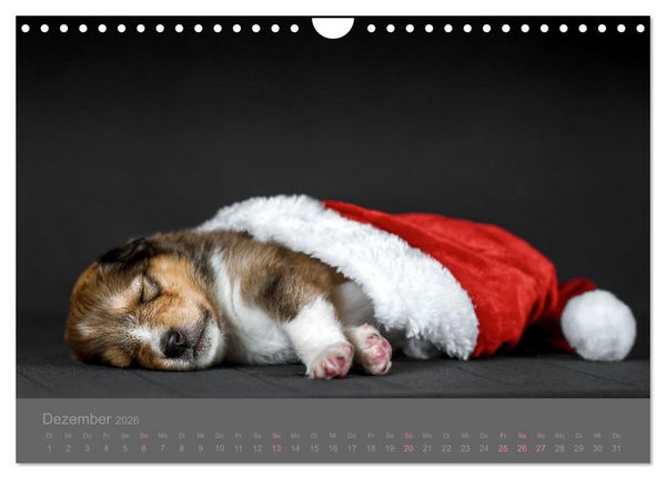 Produktbild: Collie Welpen einfach zuckers&uuml;&szlig; (Wandkalender 2026 DIN A4 quer), CALVENDO Monatskalender