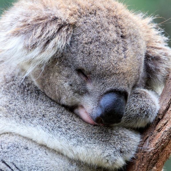 Produktbild: Koalas 2027