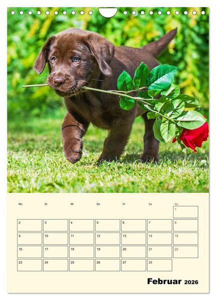 Produktbild: Familienplaner - Labrador Welpen entdecken die Welt (Wandkalender 2026 DIN A4 hoch), CALVENDO Monatskalender