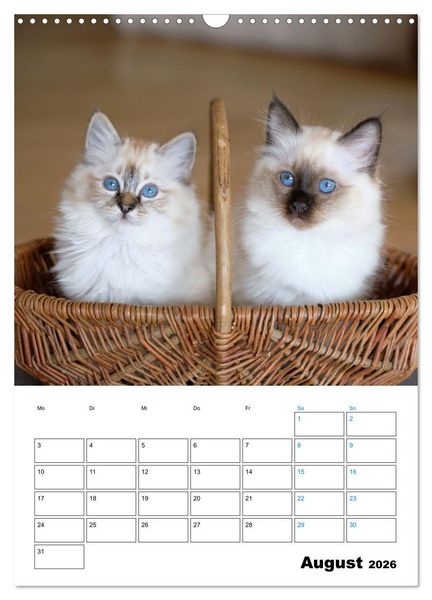 Produktbild: Heilige Birma Kitten - s&uuml;&szlig;e kleine Flauschb&auml;llchen (Wandkalender 2026 DIN A3 hoch), CALVENDO Monatskalender