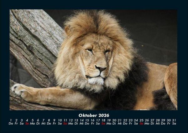 Produktbild: L&ouml;wen in der Wildnis 2026 Fotokalender DIN A4
