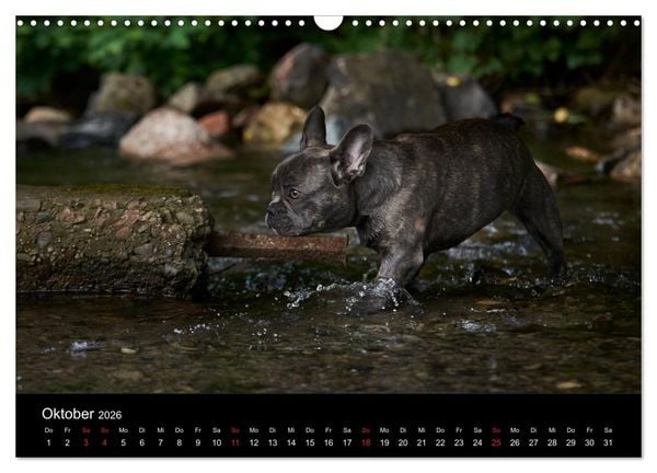 Produktbild: French Bulldog aktiv, verspielt, sportlich (Wandkalender 2026 DIN A3 quer), CALVENDO Monatskalender