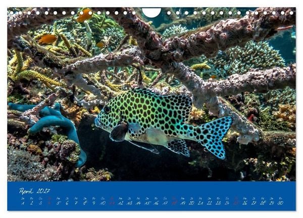 Produktbild: Meer sehen - Abenteuer Tauchen (Wandkalender 2027 DIN A4 quer), CALVENDO Monatskalender