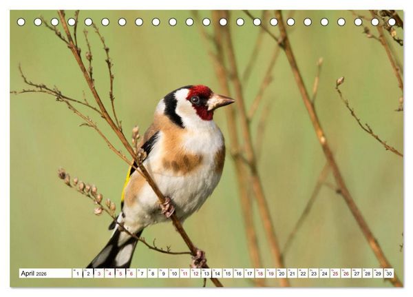 Produktbild: Sch&ouml;nheiten im Federkleid - Heimische Wildv&ouml;gel im Portrait (Tischkalender 2026 DIN A5 quer), CALVENDO Monatskalender