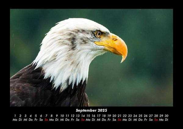 Produktbild: Adler 2025 Fotokalender DIN A3