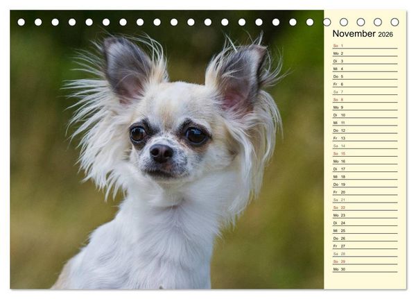 Produktbild: Chihuahua - Kleine Hunde ganz gro&szlig; (Tischkalender 2026 DIN A5 quer), CALVENDO Monatskalender