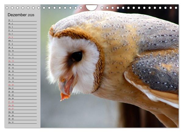 Produktbild: Eulen. Gefiederte Weisheit (Wandkalender 2026 DIN A4 quer), CALVENDO Monatskalender