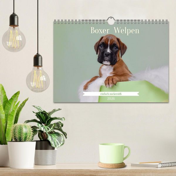 Produktbild: Boxer Welpen einfach zuckers&uuml;&szlig; (Wandkalender 2026 DIN A4 quer), CALVENDO Monatskalender