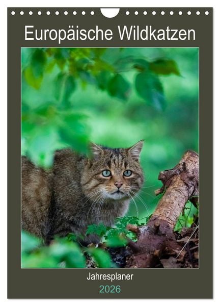 Produktbild: Europ&auml;ische Wildkatzen - Jahresplaner (Wandkalender 2026 DIN A4 hoch), CALVENDO Monatskalender