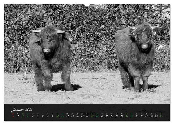 Produktbild: Highland Cattle vom Nordlicht - Faszination Hochland Rind (hochwertiger Premium Wandkalender 2026 DIN A2 quer), Kunstdruck in Hochglanz