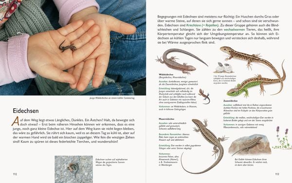 Produktbild: Wawra's Naturbuch &ndash; Unserer Natur auf der Spur, Bd. 1: S&auml;ugetiere, V&ouml;gel, Reptilien, Amphibien