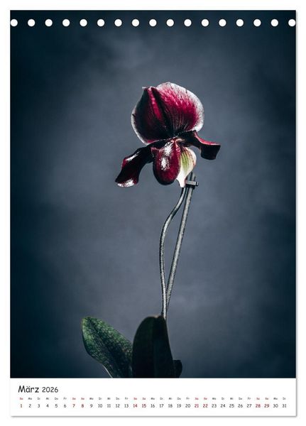 Produktbild: Orchideen Zauber (Tischkalender 2026 DIN A5 hoch), CALVENDO Monatskalender