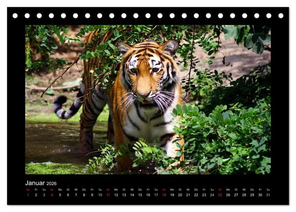 Produktbild: Welt der Katzen - Tiger (Tischkalender 2026 DIN A5 quer), CALVENDO Monatskalender
