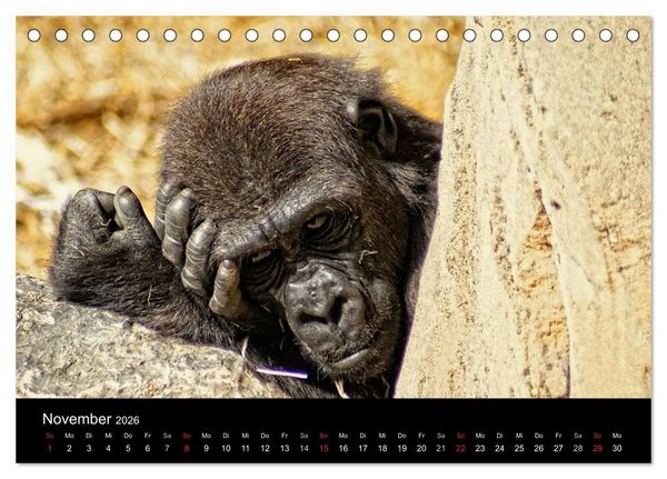 Produktbild: Gorillas - Die sanften Wilden (Tischkalender 2026 DIN A5 quer), CALVENDO Monatskalender