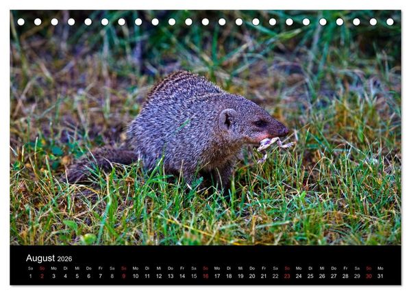 Produktbild: Namibias Tiere: von gro&szlig; bis klein (Tischkalender 2026 DIN A5 quer), CALVENDO Monatskalender