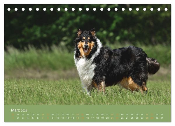 Produktbild: Fantastische Collies - Sieger der Herzen (Tischkalender 2026 DIN A5 quer), CALVENDO Monatskalender