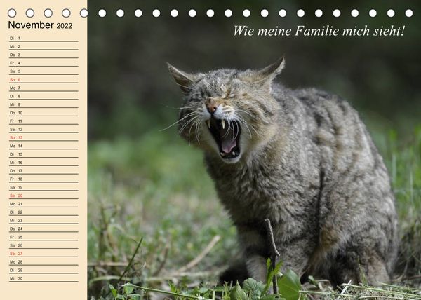 Produktbild: Unsere Katzen. Wie sie wirklich sind! (Tischkalender 2022 DIN A5 quer)