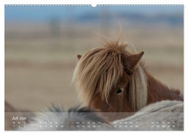Produktbild: Islandpferde - Der T&ouml;lt Kalender (Wandkalender 2026 DIN A2 quer), CALVENDO Monatskalender